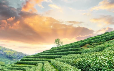 我們的緣起：不忘田的初心