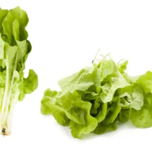 有機小白菜